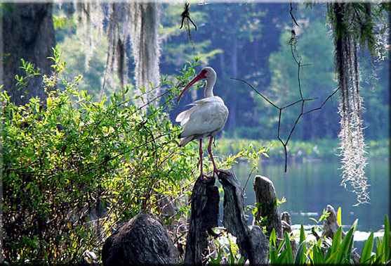 You can see much birdlife at Wakulla, such as this ibis