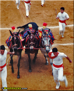 Corrida de toros - the bullfight in Burgos