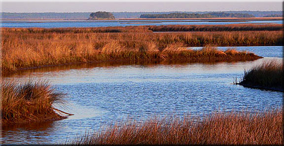 Quiet landscapes in St Marks NWR entice the photographer and wildlife enthusiast