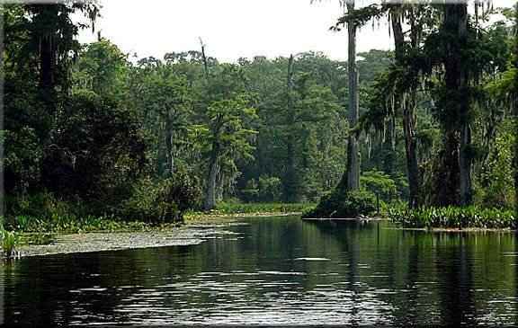 Mysterious and shadowy, the Wakulla River is best explored by boat