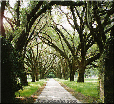 Savannah's live oaks arch eerily over the town squares
